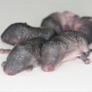 3D Printed Mice