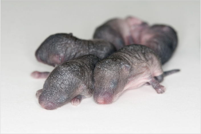 3D Printed Mice 3D Printed Mice