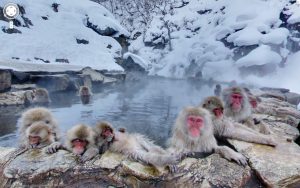Wild monkeys bathing