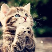 Cute Cat