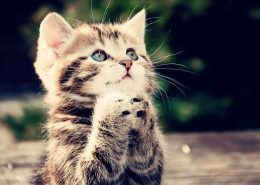 Cute Cat