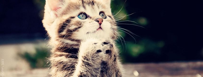 Cute Cat