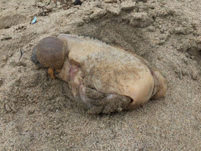 Really gross ‘sea monster’ washes up in California